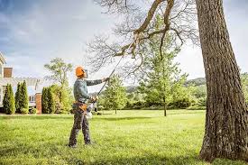 Best Tree Preservation Services  in Briar, TX