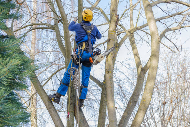 Best Residential Tree Removal  in Briar, TX